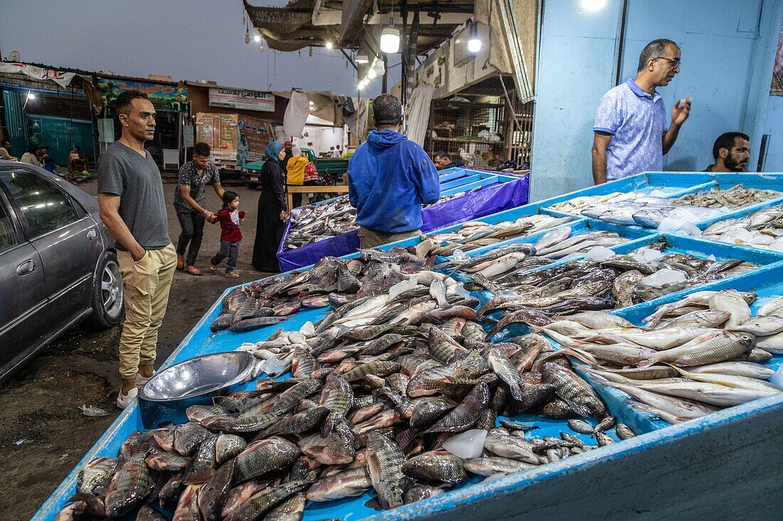 Fishmongers, el dahar market, popular quarter in the old city, hurghada, egypt, africa