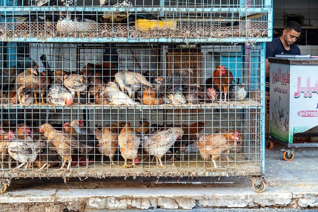 Hens and chickens, stand selling poultry in the street across from the el dahar market, popular quarter in the old city, hurghada, egypt, africa