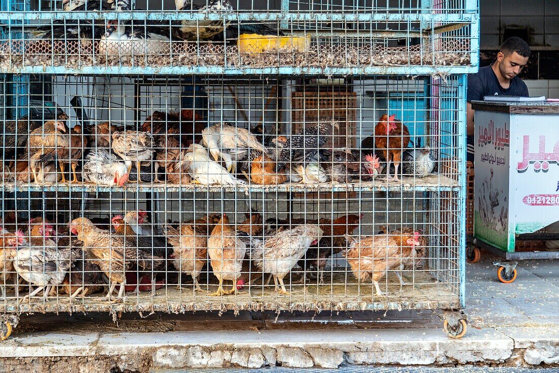 Hühner und Hähnchen, Stand mit Geflügel in der Straße gegenüber dem El Dahar-Markt, beliebtes Viertel in der Altstadt, Hurghada, Ägypten, Afrika