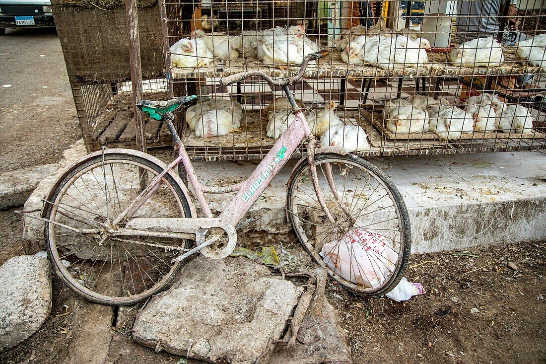 Old bicycle and chickens, stand selling poultry in the street across from the el dahar market, popular quarter in the old city, hurghada, egypt, africa