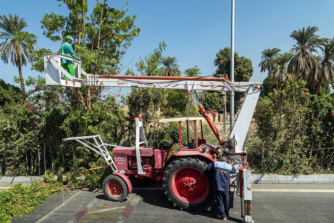 Road maintenance, trimming the trees with a crane, luxor, egypt, africa