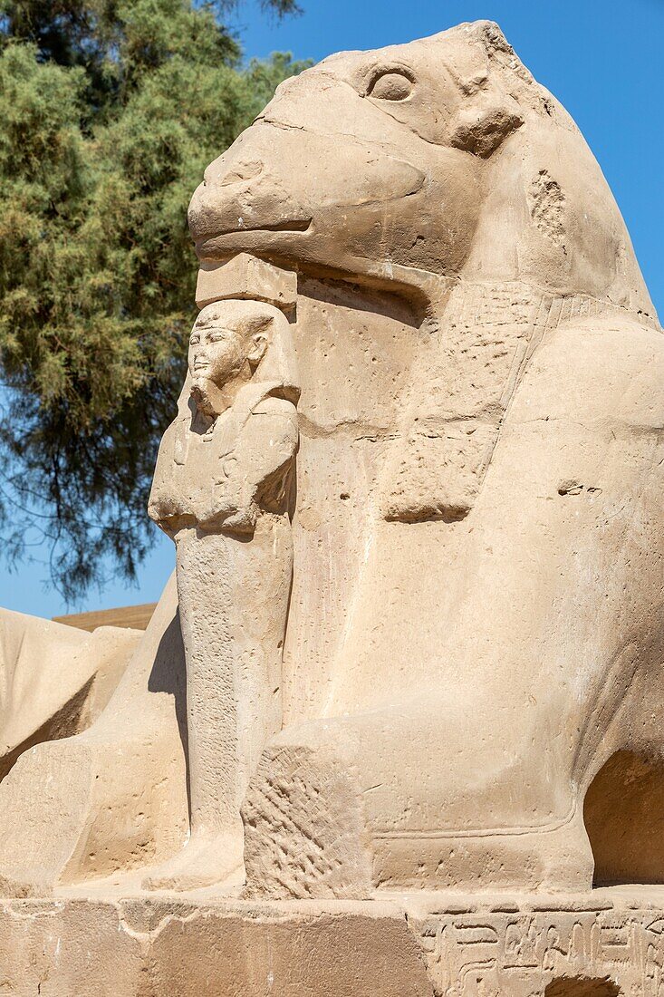 Dromos, Allee der löwenköpfigen Sphinxe, die zum Eingang des Karnak-Tempels führt, Luxor, Ägypten, Afrika