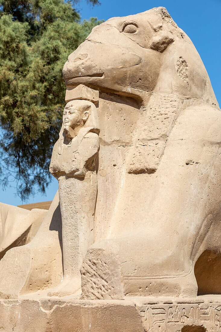 Dromos, avenue of lion-headed sphinxes leading to the entrance of the temple of karnak, luxor, egypt, africa