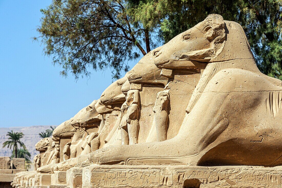 Dromos, avenue of lion-headed sphinxes leading to the entrance of the temple of karnak, luxor, egypt, africa