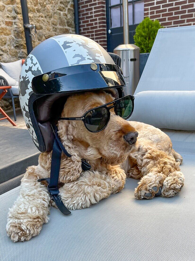 Der Hund eines Motorradfahrers mit Helm und Sonnenbrille, Humor