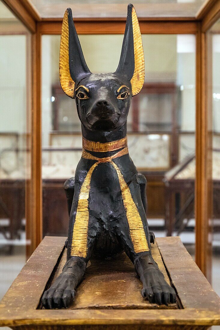 Statue des Bestattungsgottes Anubis mit dem Kopf eines Schakals oder wilden Hundes, Ägyptisches Museum von Kairo, das dem ägyptischen Altertum gewidmet ist, Kairo, Ägypten, Afrika