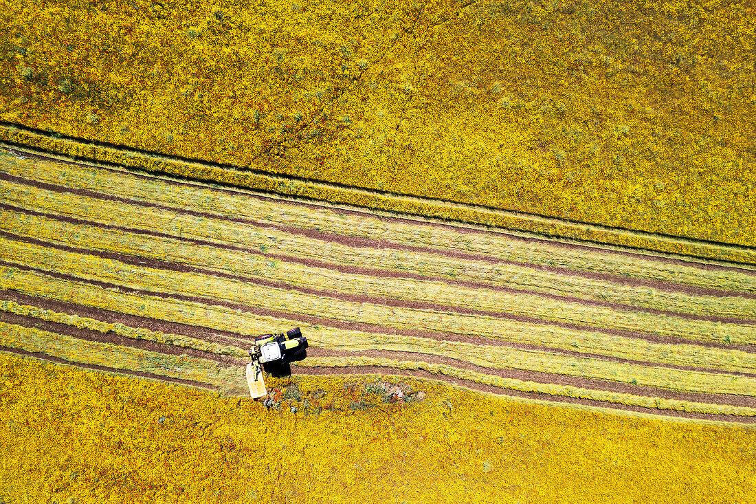 Aerial view of tractor in field cutting grass for hay, Frosinone province, Ciociaria region, Latium, Central Italy, Italy