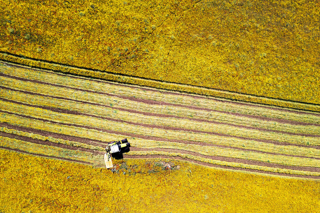 Luftaufnahme eines Traktors auf einem Feld, der Gras für Heu mäht, Provinz Frosinone, Region Ciociaria, Latium, Mittelitalien, Italien