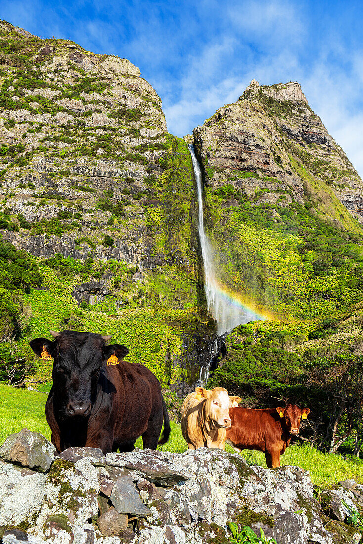 Cows in the green pasture of Faja Grande in front of the waterfall of Poco do Bacalhau and the rainbow, Lajes das Flores municipality, Flores Island (Ilha das Flores), Azores archipelago, Portugal, Europe