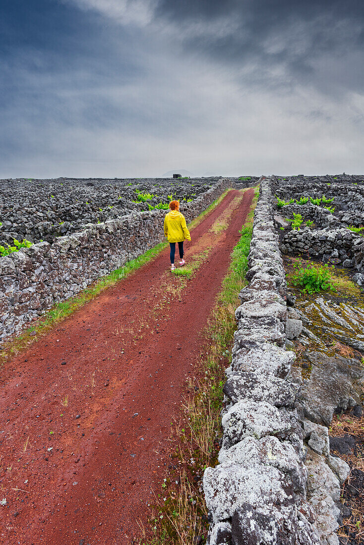 Woman walks the road among vineyards and dry stone wall, Madalena, Madalena municipality, Pico island (Ilha do Pico), Azores archipelago, Portugal, Europe