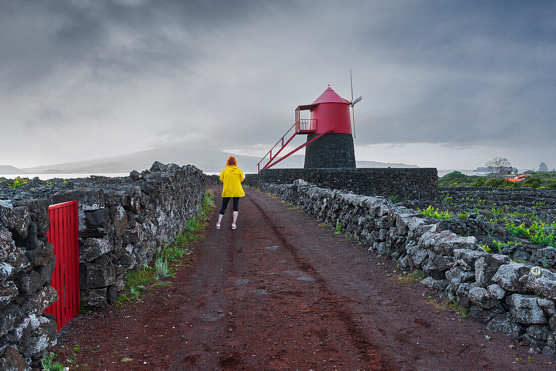 Woman admires windmill among vineyards, Madalena, Madalena municipality, Pico island (Ilha do Pico), Azores archipelago, Portugal, Europe