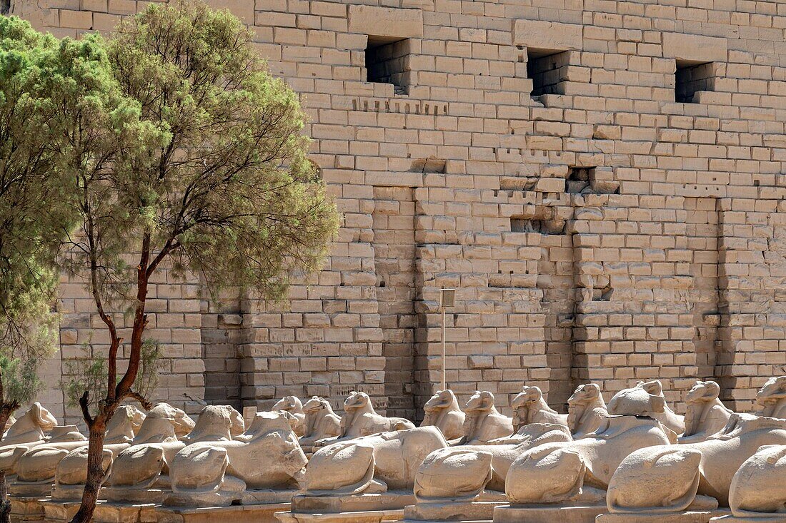 Dromos, avenue of goat-headed sphinxes leading to the entrance of the temple of karnak, ancient egyptian site from the 13th dynasty, unesco world heritage site, luxor, egypt, africa