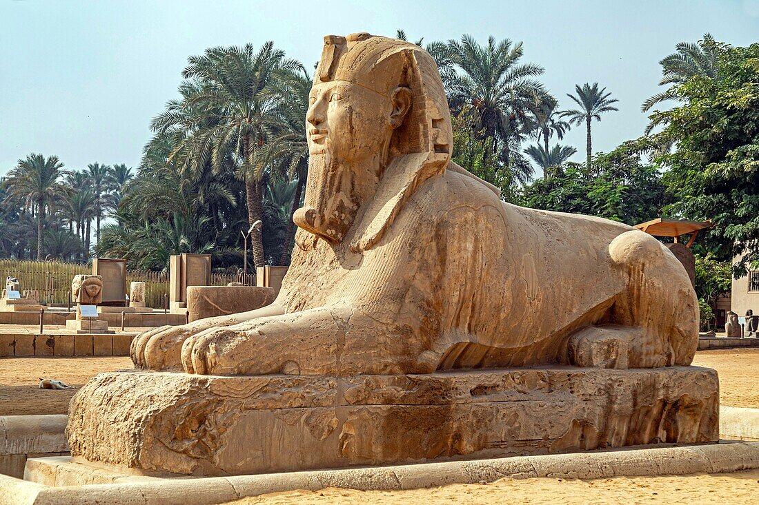Alabaster sphinx of memphis, the biggest known statue in alabaster, mit rahina open-air museum, listed as a world heritage site by unesco, cairo, egypt, africa