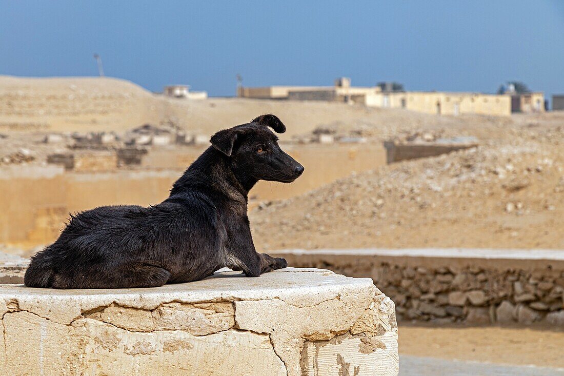 streunender hund in der nekropole von saqqara, region memphis, ehemalige hauptstadt des alten ägyptens, kairo, ägypten, afrika
