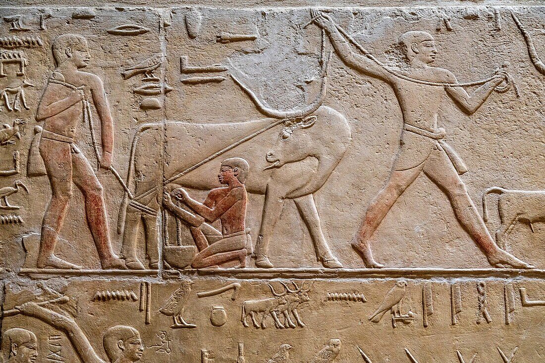 Farm work with the animals, milking a cow, bas-relief in the mastaba of kagemni, vizier during the reign of king teti, saqqara necropolis, region of memphis, former capital of ancient egypt, cairo, egypt, africa