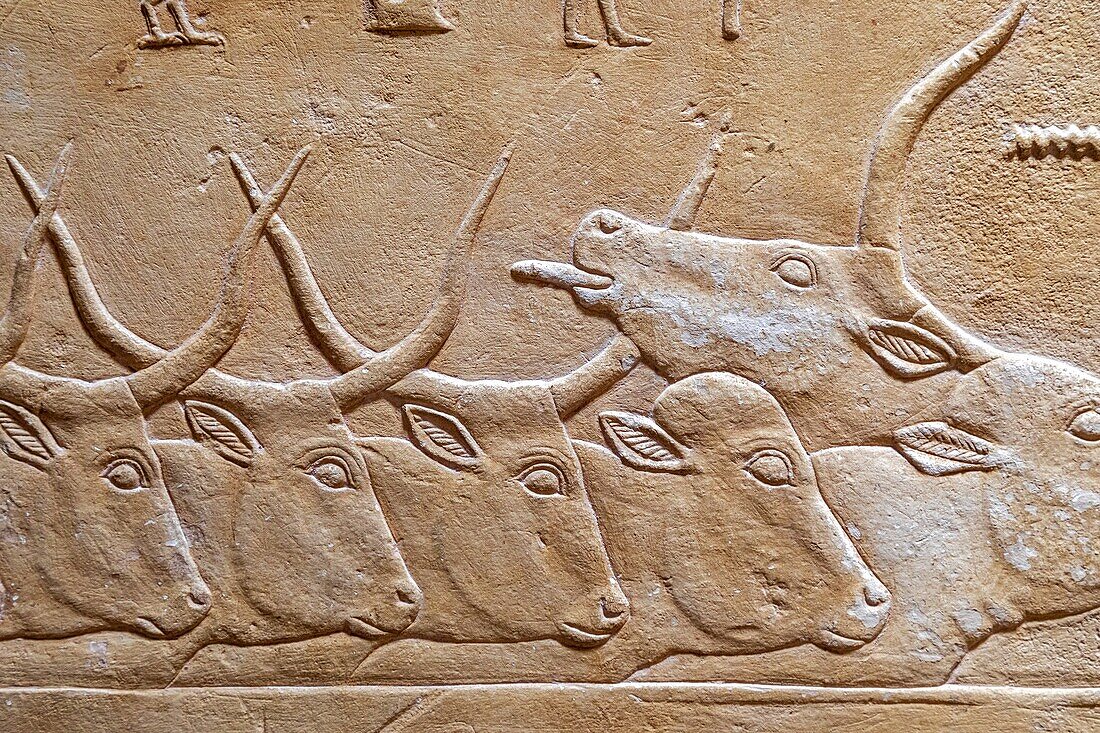 Farm with a herd of cows, bas-relief in the mastaba of kagemni, vizier during the reign of king teti, saqqara necropolis, region of memphis, former capital of ancient egypt, cairo, egypt, africa