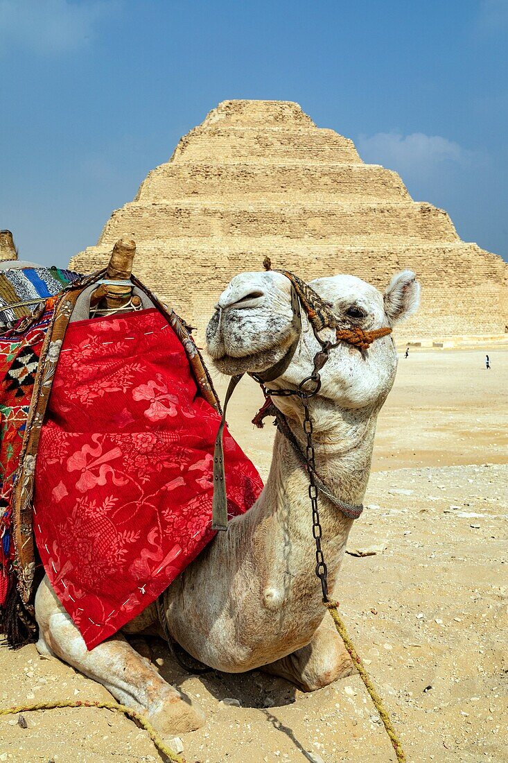 Kamel vor der Stufenpyramide des Djoser, dem ältesten Bauwerk aus Stein und der ersten Pyramide der Geschichte, Nekropole von Sakkara aus dem Alten Reich, Region Memphis, ehemalige Hauptstadt des Alten Ägypten, Kairo, Ägypten, Afrika