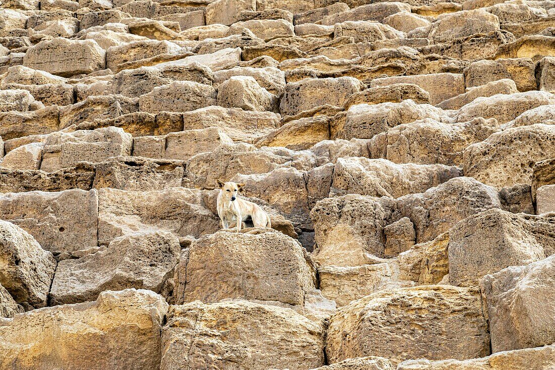 Stray dog at the foot of the cheops pyramid called the great pyramid, the biggest of all pyramids, cairo, egypt, africa