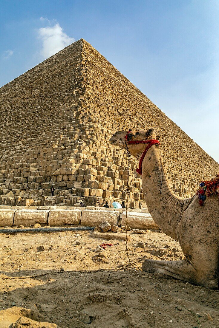 Camel in front of the cheops pyramid called the great pyramid, the biggest of all pyramids, cairo, egypt, africa