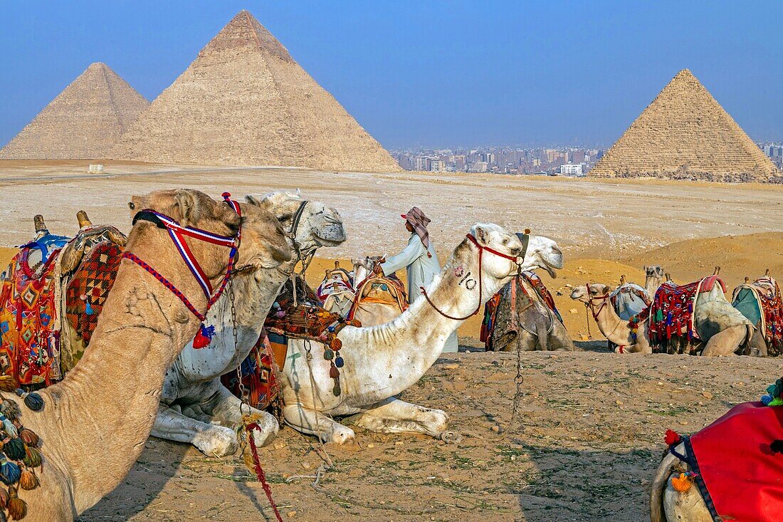 Camel in front of the pyramids of giza, cairo, egypt, africa