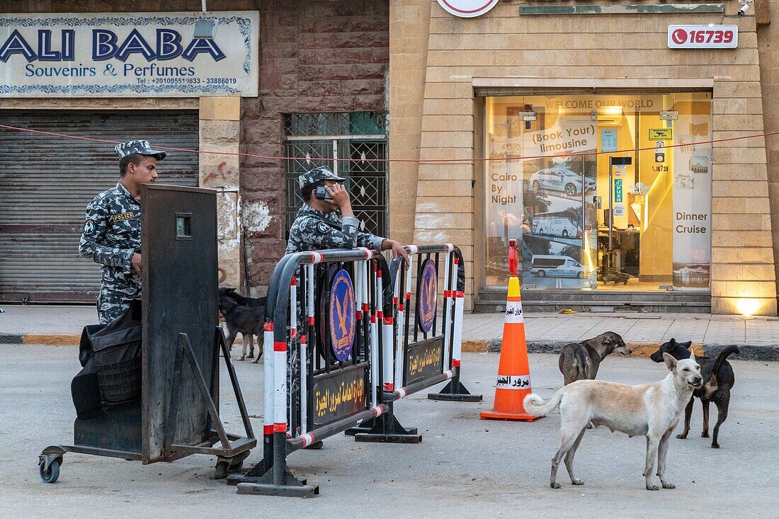 Polizeikontrolle und streunende Hunde am Fuße der Pyramiden von Gizeh, Kairo, Ägypten, Afrika