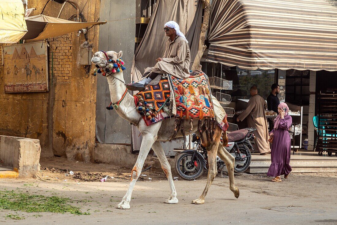 Straßenszene in Gizeh mit einem Mann und einem Kamel und einer jungen arabischen Frau mit ihrem Mobiltelefon, Kairo, Ägypten, Afrika
