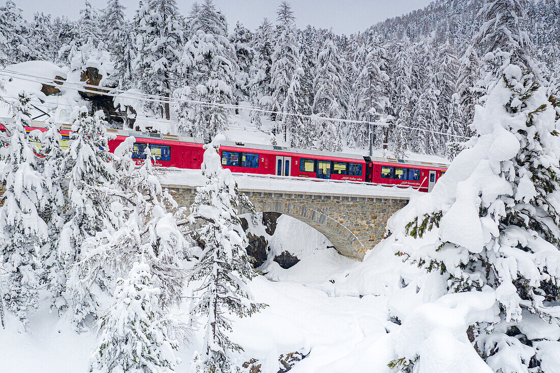 Bernina Express train crossing the winter forest covered with snow, Morteratsch, canton of Graubunden, Engadin, Switzerland