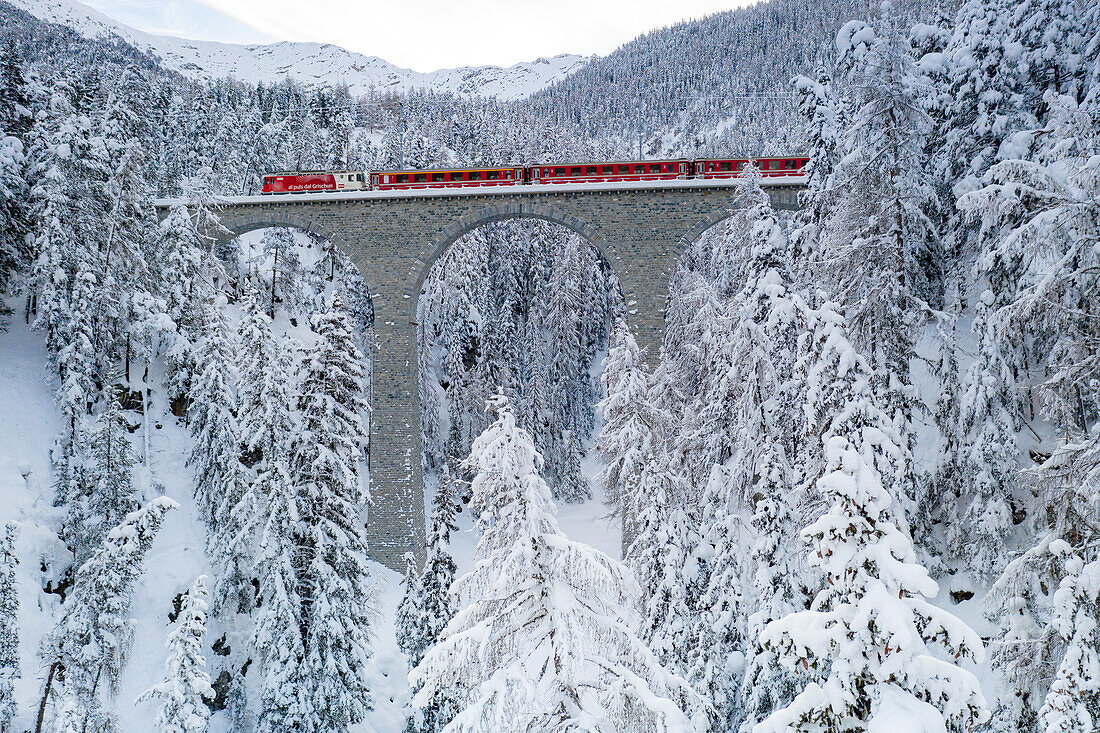 Bernina Express Zug auf dem Viadukt, der den verschneiten Winterwald überquert, Zernez, Kanton Graubünden, Engadin, Schweiz