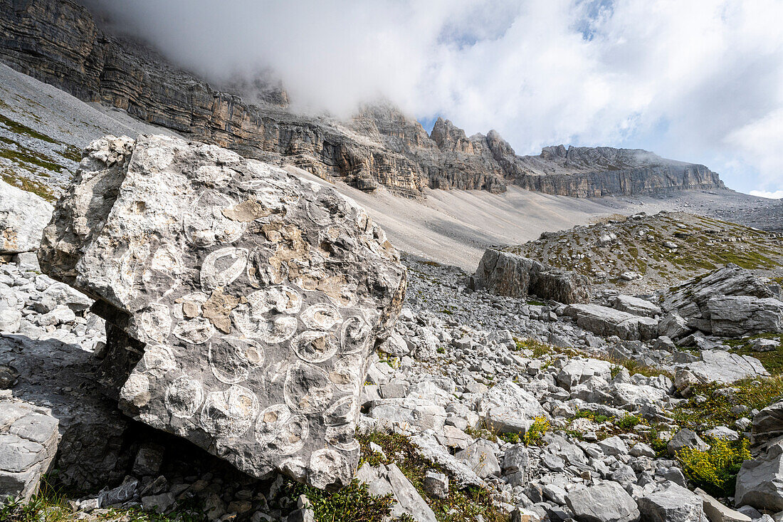Prähistorische Meeresfossilien auf Felsen, Orti della Regina, Brenta-Dolomiten, Madonna di Campiglio, Trentino-Südtirol, Italien