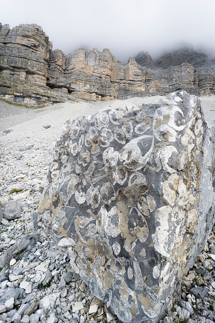 Fossilien auf Felsen im prähistorischen geologischen Gebiet Orti della Regina, Brenta-Dolomiten, Madonna di Campiglio, Trentino, Italien