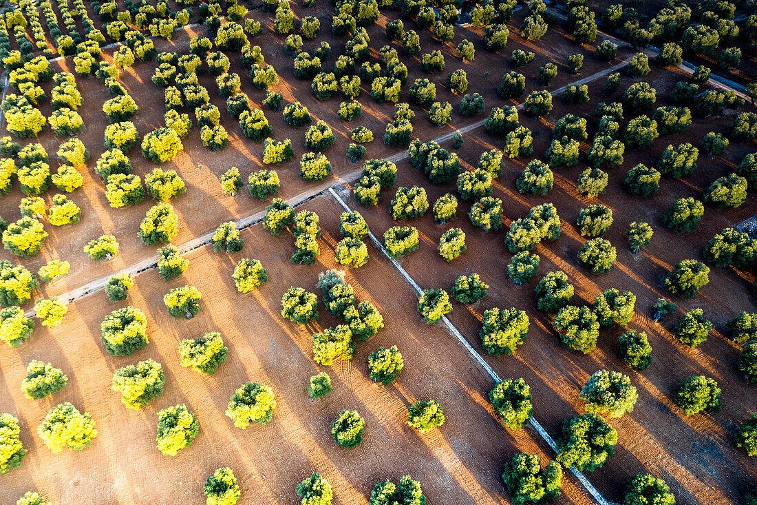 Abundance of olive trees in the olive groves of Apulia, aerial view, Southern Italy