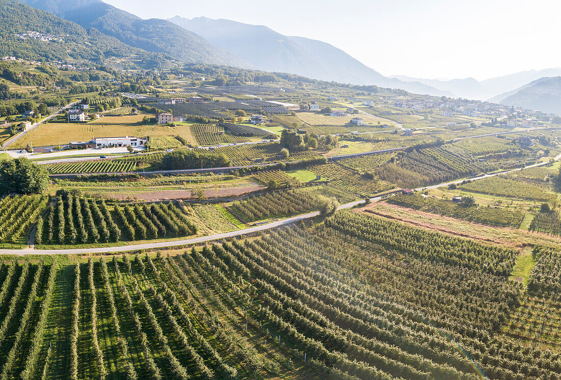 Reihen von Apfelplantagen mit Silhouetten von Bergen im Hintergrund, Valtellina, Provinz Sondrio, Lombardei, Italien