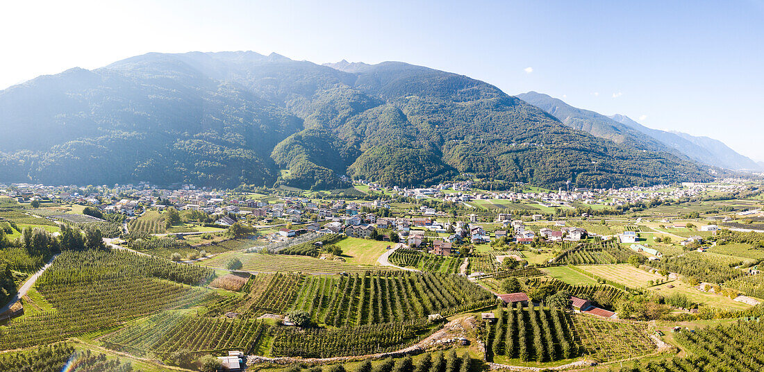 Panoramic of apple orchards in between rural villages and mountains, Valtellina, Sondrio province, Lombardy, Italy