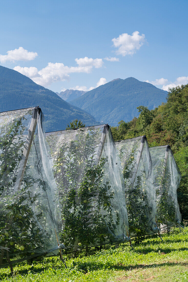 Apfelbäume im Obstgarten, abgedeckt mit Hagelschutznetzen, Valtellina, Provinz Sondrio, Lombardei, Italien