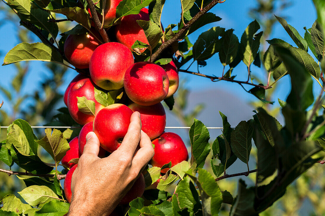 Hand pflückt die saftigen roten Äpfel vom Baum, Valtellina, Sondrio Provinz, Lombardei, Italien