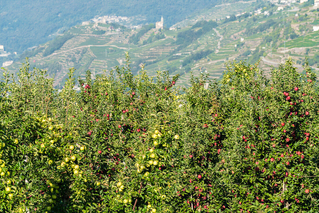 Üppiges Laub der Apfelbäume in den Obstgärten, Valtellina, Provinz Sondrio, Lombardei, Italien