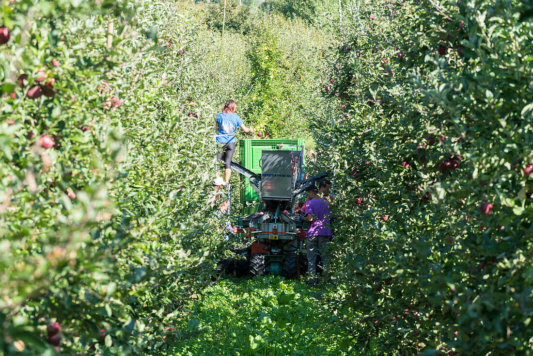 Männer und Frauen bei der Arbeit in den Obstgärten während der Apfelernte, Valtellina, Provinz Sondrio, Lombardei, Italien