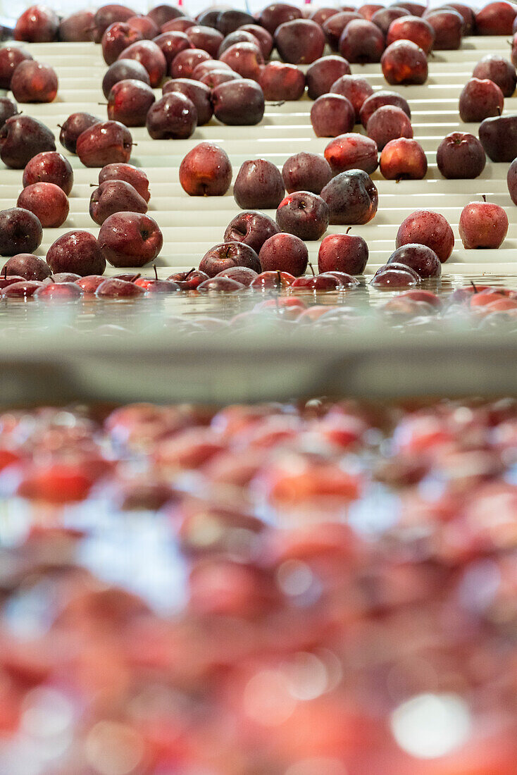 Äpfel auf einem Förderband in einer Fabrik während des Waschvorgangs, Valtellina, Provinz Sondrio, Lombardei, Italien