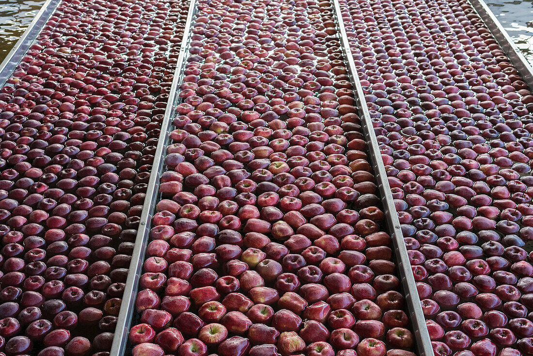 Water tanks full of apples in a row during the washing process, Valtellina, Sondrio province, Lombardy, Italy
