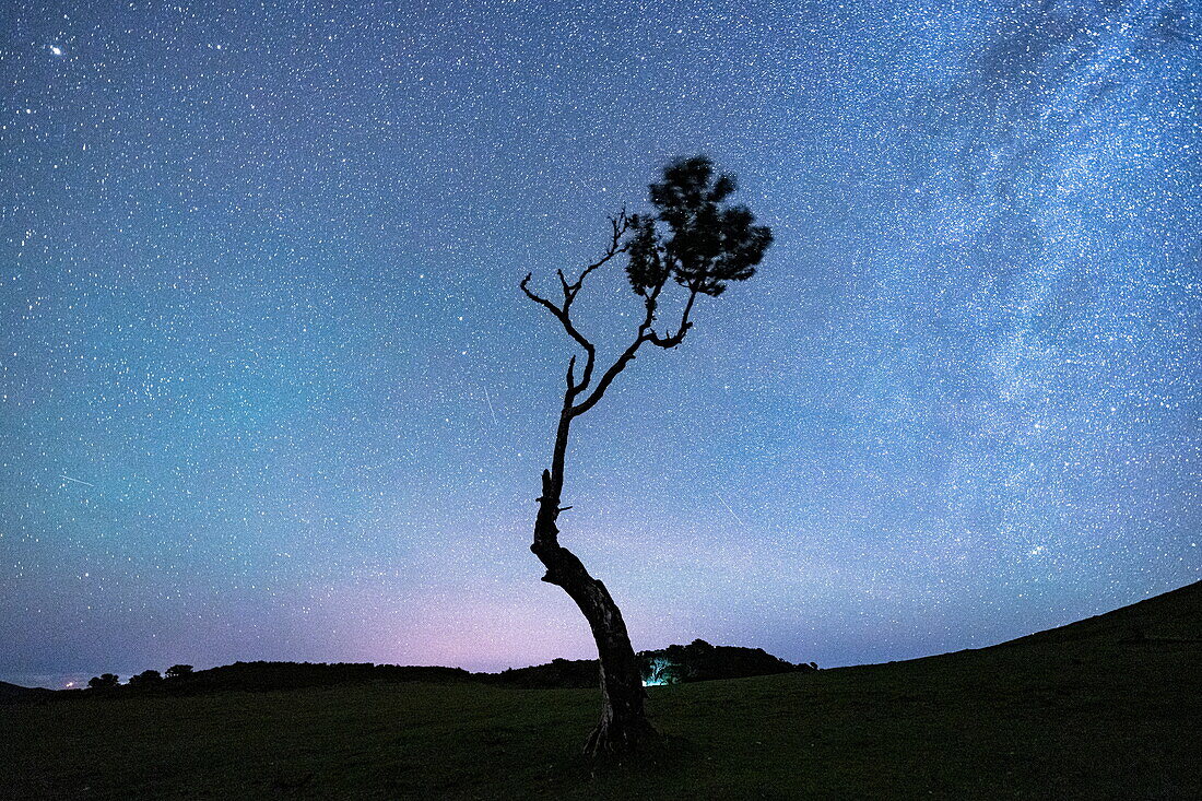 Einsamer Baum unter den Sternen, Fanal-Wald, Insel Madeira, Portugal
