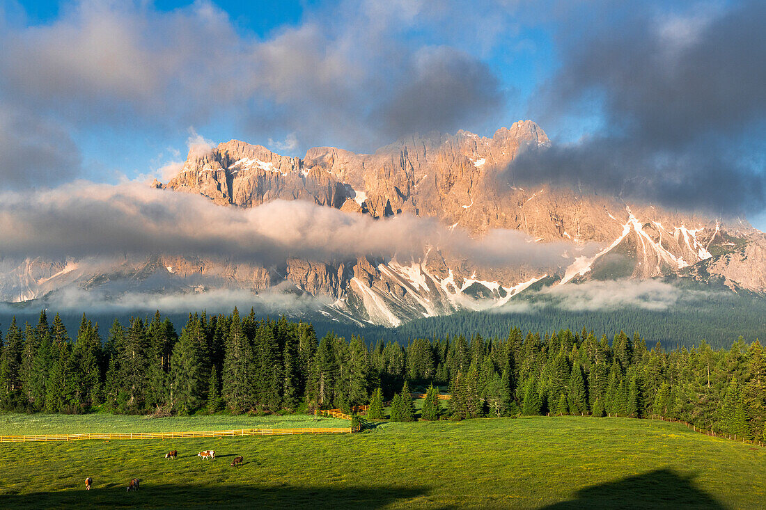 Weidende Kühe auf den grünen Weiden der Malga Nemes am Fuße der Sextner Rotwand, des Monte Popera und der Cima Undici, Südtirol, Italien