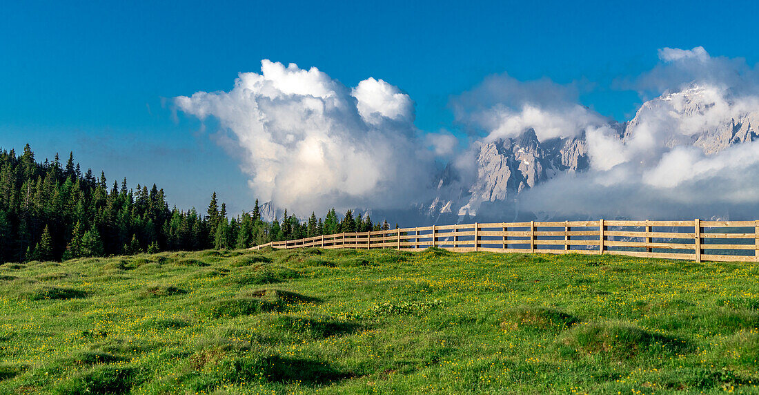Green alpine meadows and woods at Malga Nemes in summer, Sesto /Sexten, Val Pusteria, Sesto Dolomites, South Tyrol, Italy