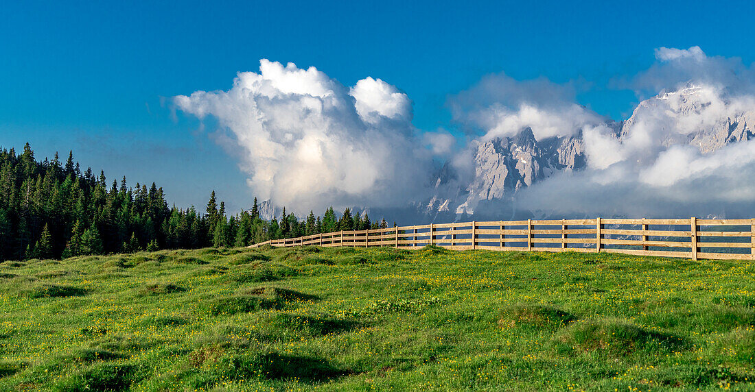 Grüne Almwiesen und Wälder auf der Malga Nemes im Sommer, Sextner, Pustertal, Sextner Dolomiten, Südtirol, Italien