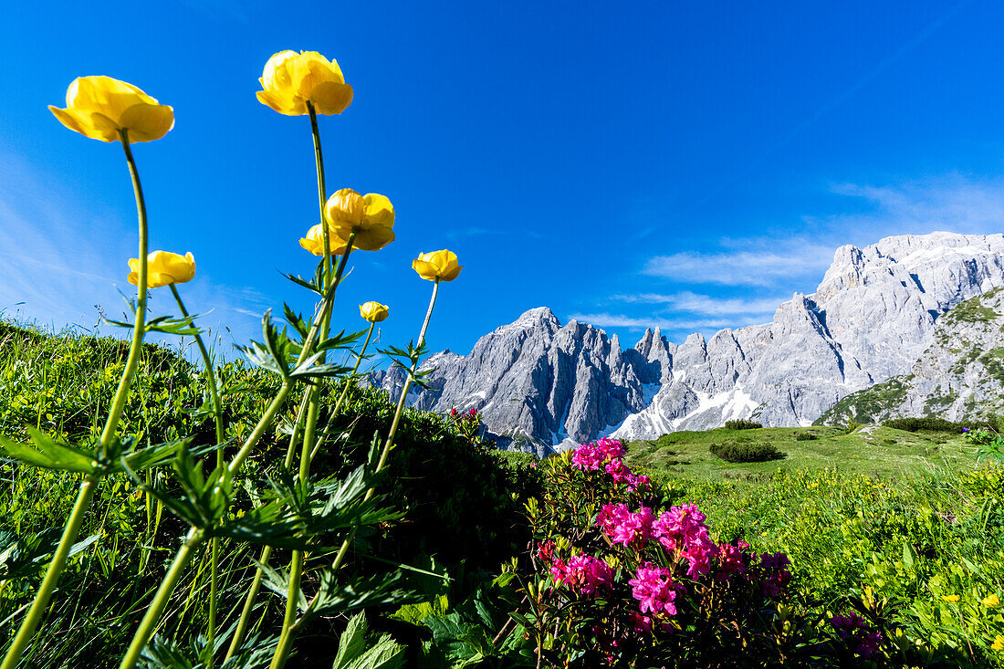 Popera group framed by rhododendrons and buttercup flowers, Comelico, Sesto, Dolomites, Veneto/South Tyrol, Italy
