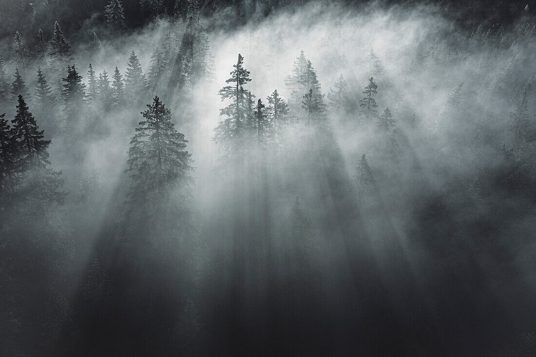 Lights and shadows in the woods during a foggy sunrise, Dolomites, Italy