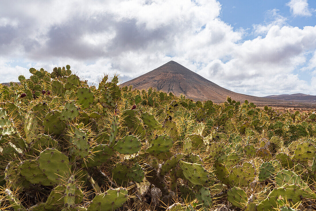 Kaktusfeigen und Kakteen um den Vulkanberg, La Oliva, Fuerteventura, Kanarische Inseln, Spanien