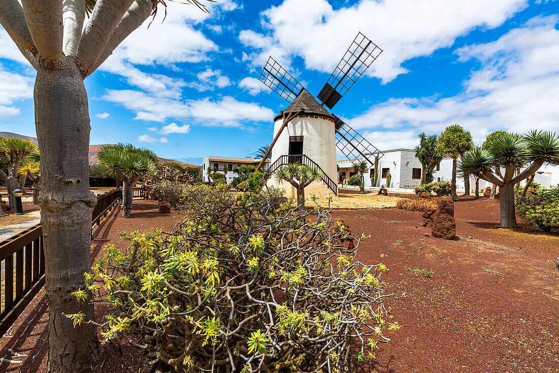 Traditionelle Windmühle im Kakteengarten von Antigua, Fuerteventura, Kanarische Inseln, Spanien