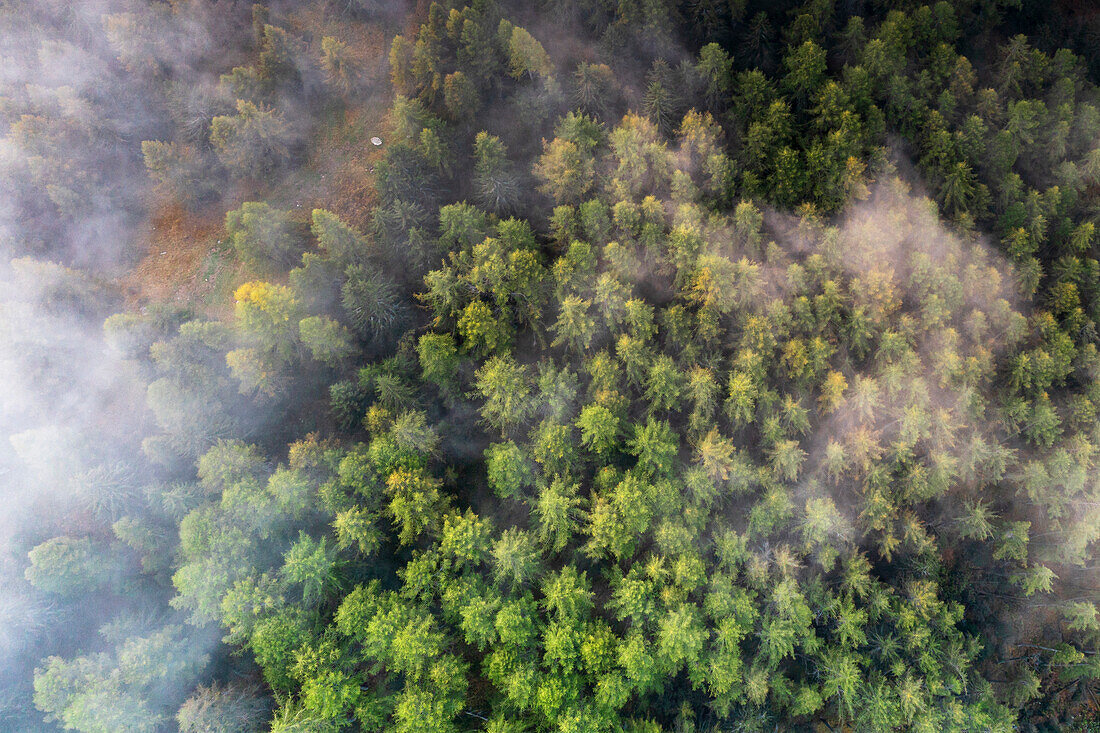 Luftaufnahme von Bäumen im Herbstwald, die aus dem Nebel auftauchen