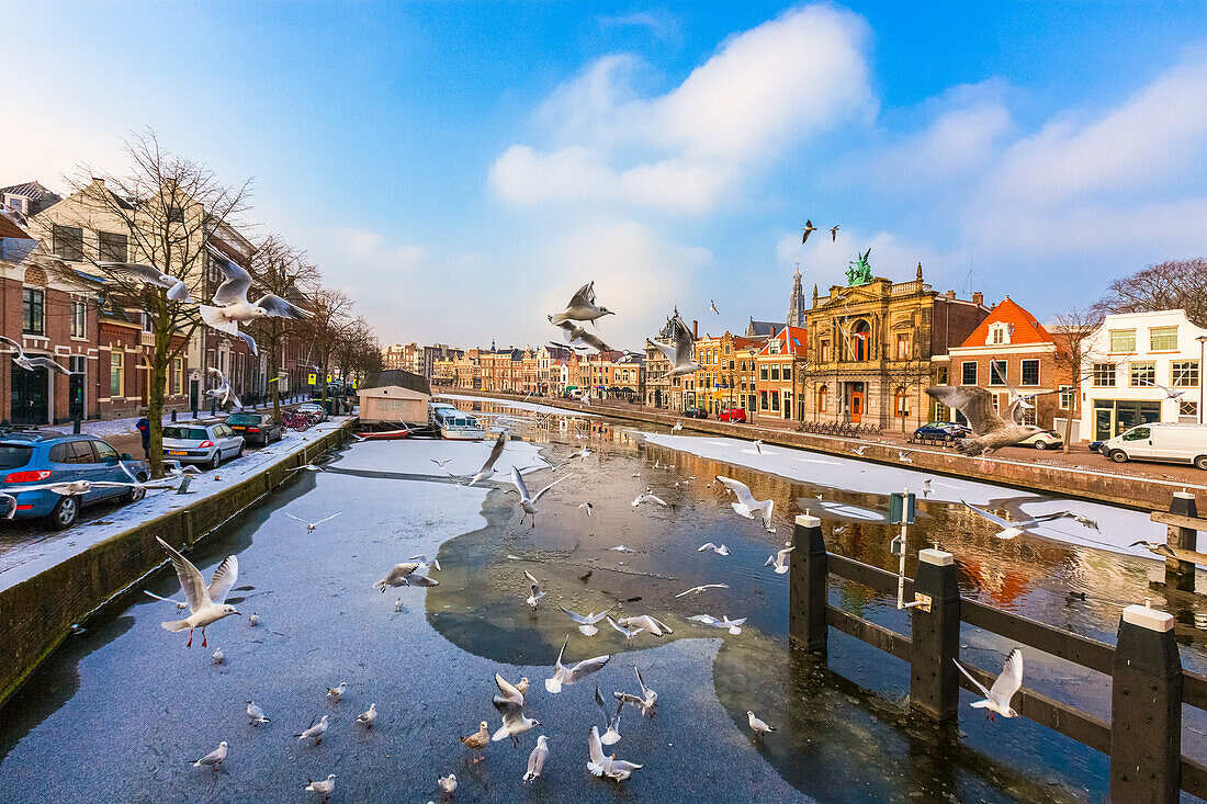 Seagulls flying on frozen canal of Spaarne river in winter, Haarlem, Amsterdam district, North Holland, The Netherlands