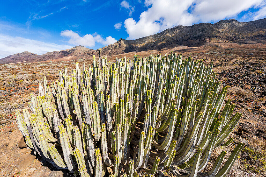 Kaktus Euphorbia in der vulkanischen Landschaft in der Nähe des Strandes von Cofete, Halbinsel Jandia, Fuerteventura, Kanarische Inseln, Spanien